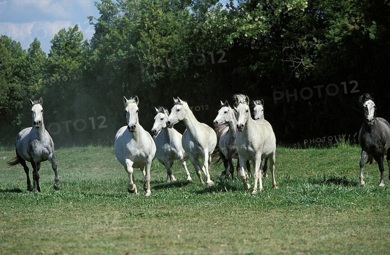 Lipizzaner horses