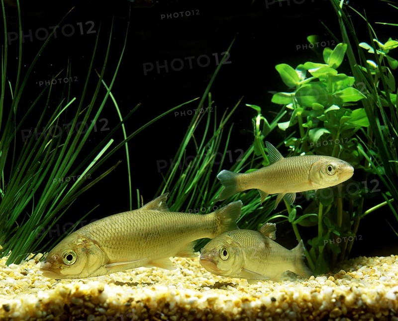 Common Dace