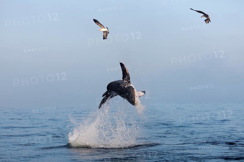 Great white shark