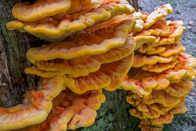 Chicken-of-the-woods