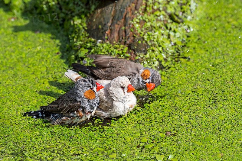Three zebra finches