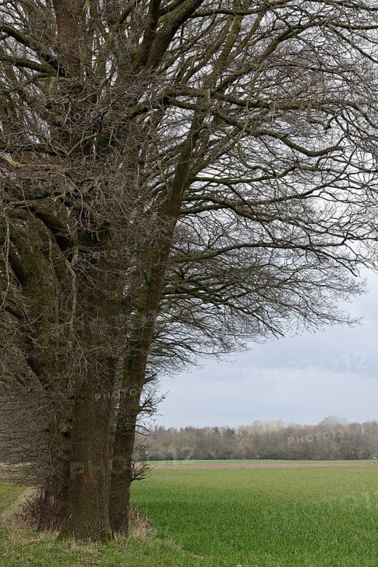 English oaks
