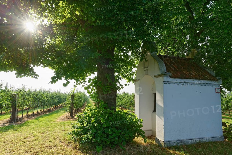 Little chapel with limetree