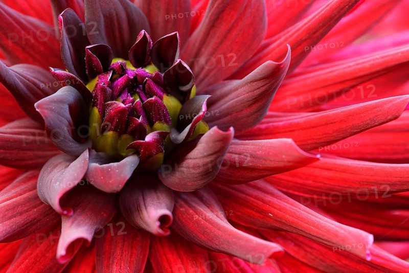 Dahlia