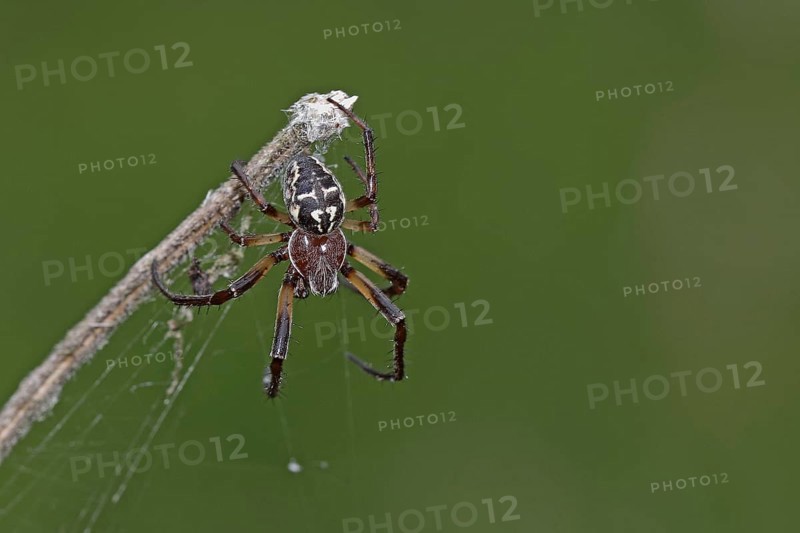 Reed wheel spider