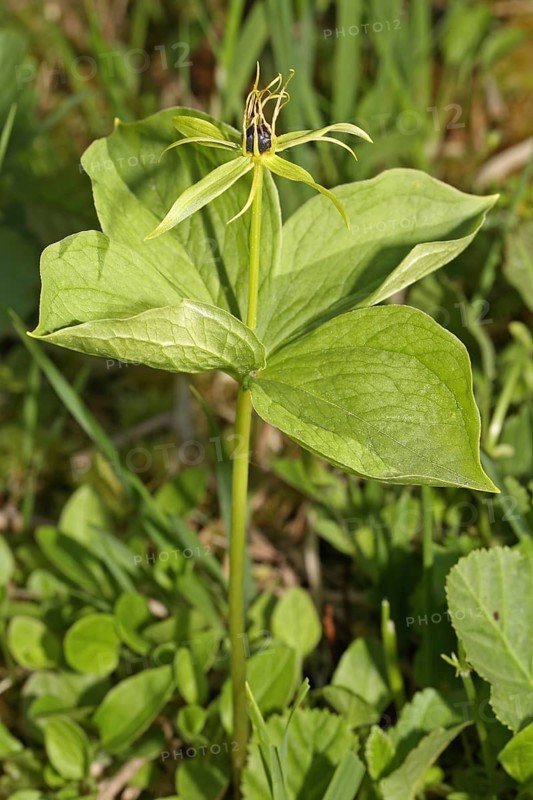 Four-leaved dewberry