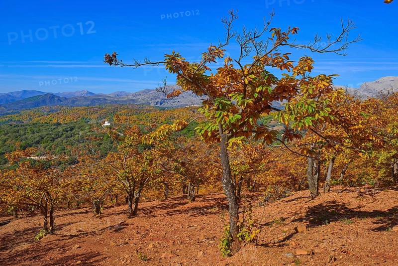 Autumn