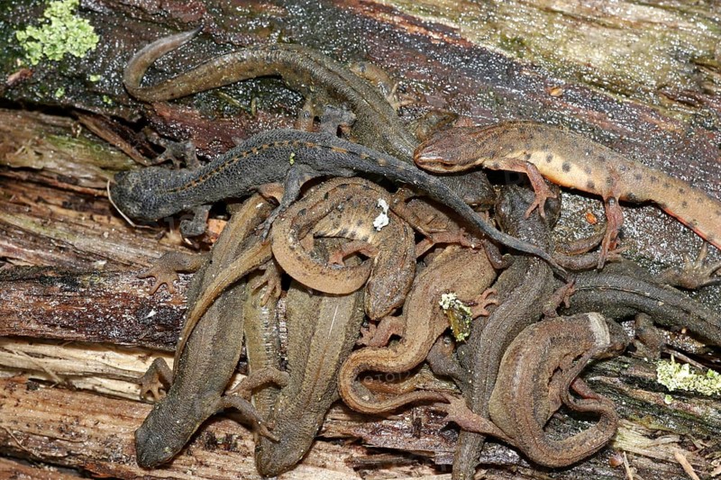 Great Crested Newt