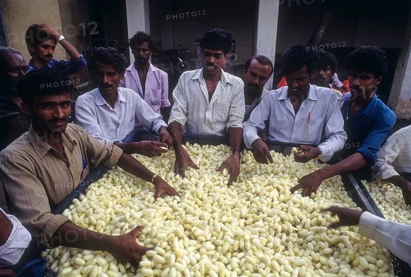 Quality of Silk Cocoons being assessed in the Government Cocoon Market at Ramanagaram