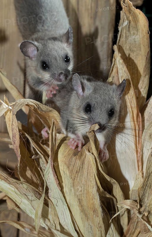 Fat Dormouse