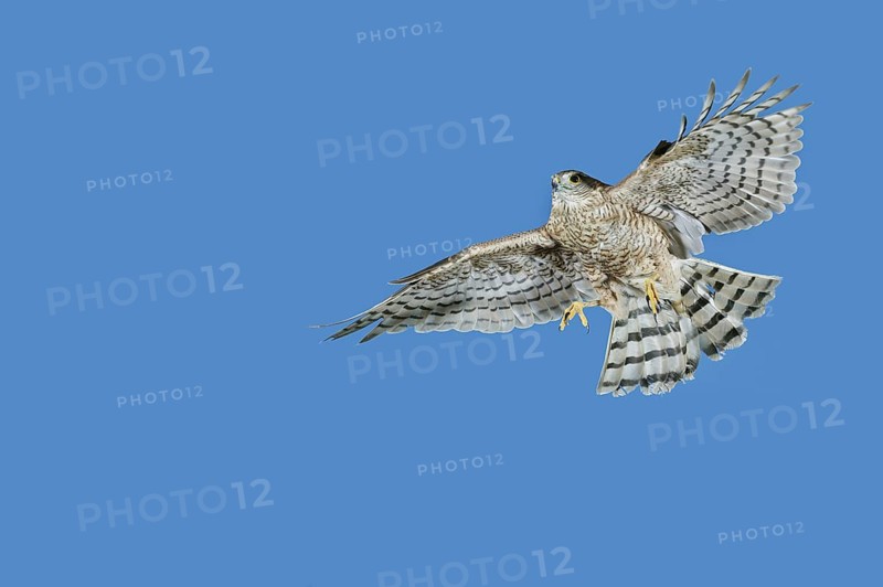 EUROPEAN SPARROWHAWK