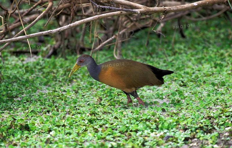 Giant Wood-Rail