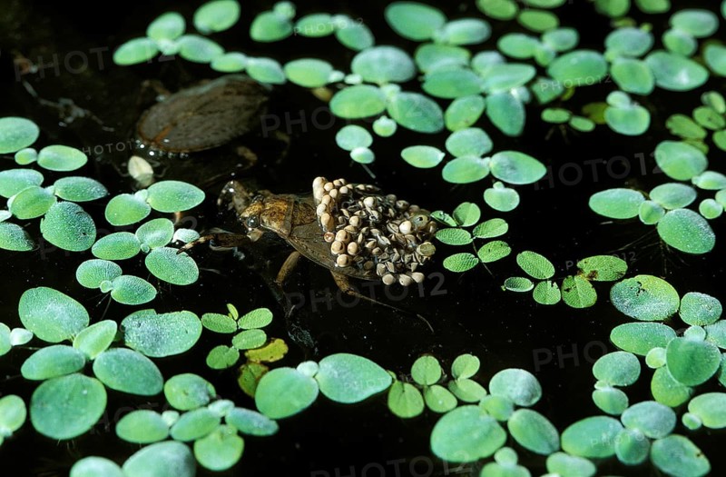 Water bug