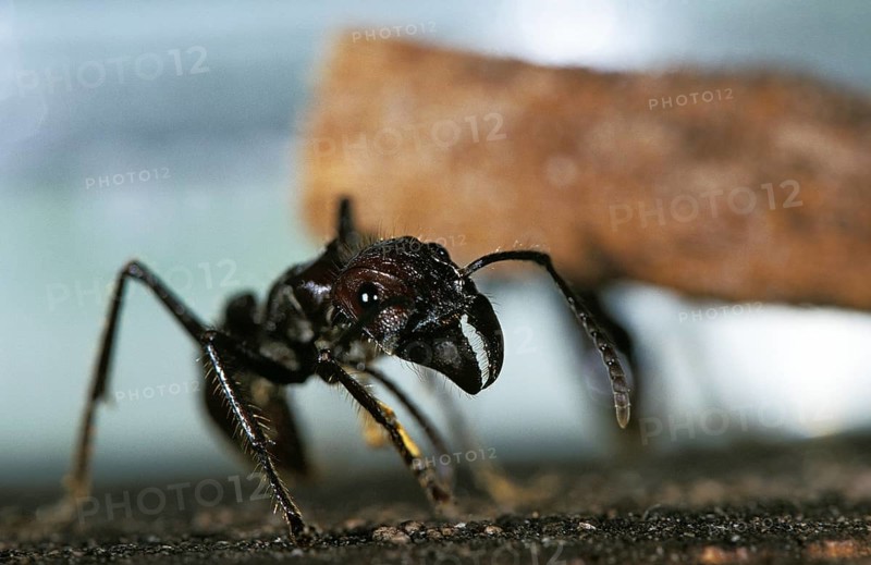 Globe ant