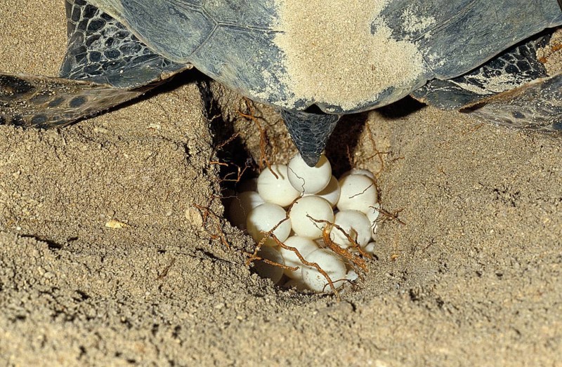 Green Sea Turtle