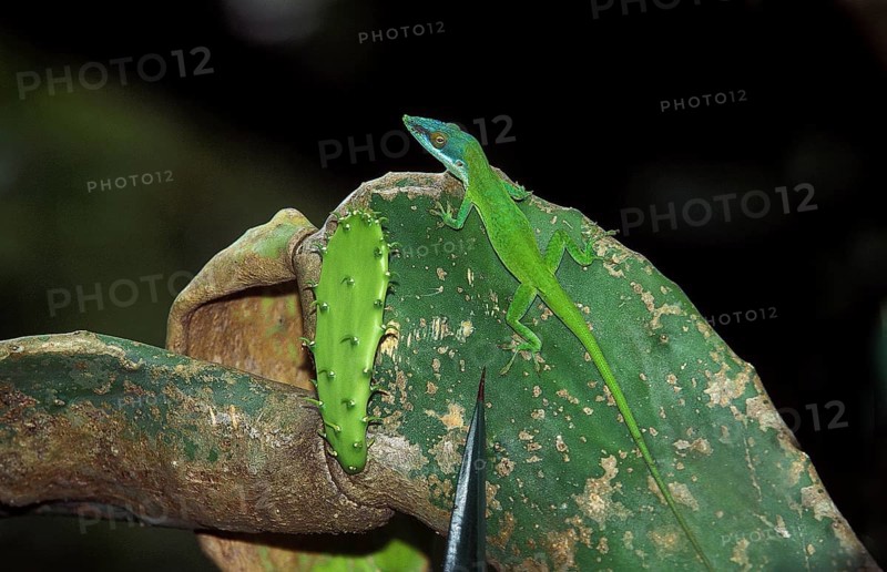 GREEN REAL IRON SNAKE OR CAROLINE Carolina anole