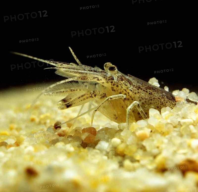 Brown shrimp