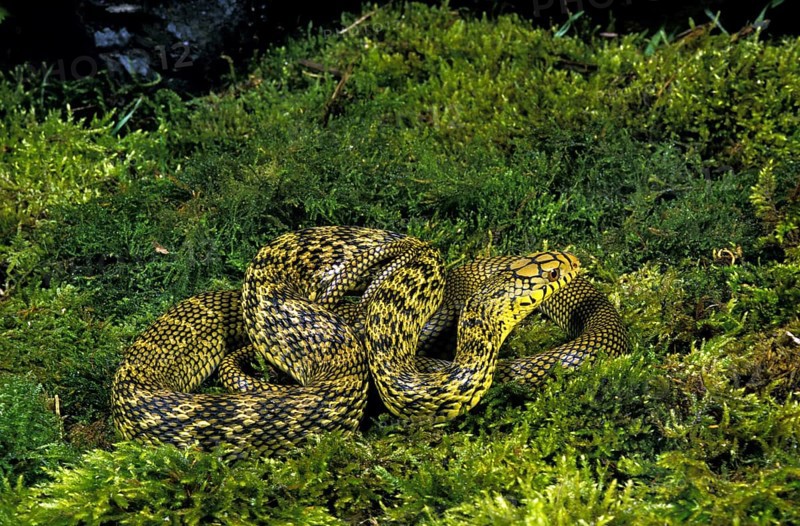 CHINESE KING RATSNAKE elaphe carinata