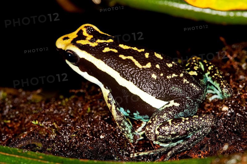 PLEASING POISON FROG epipedobates bassleri