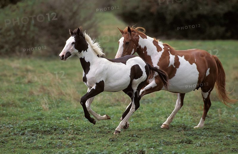 PAINT HORSE