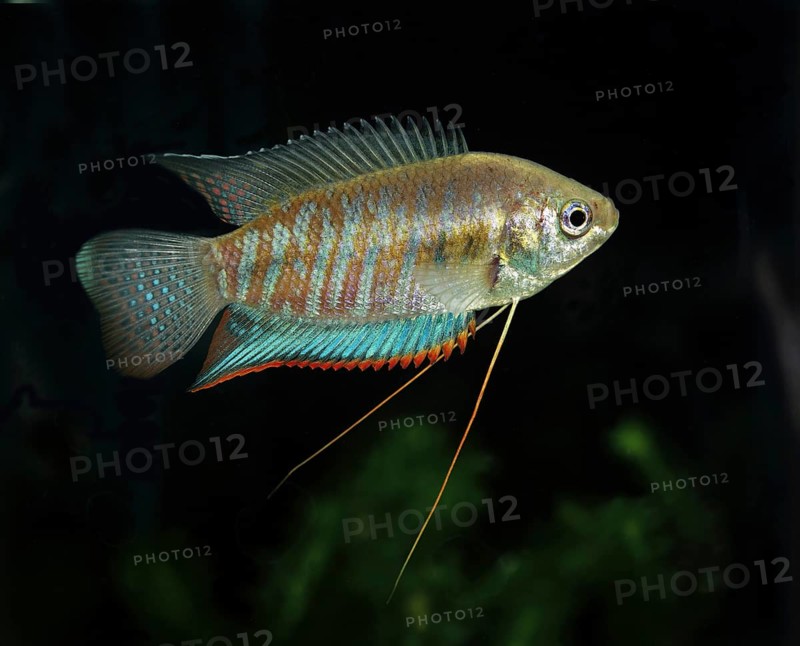 Striped gourami