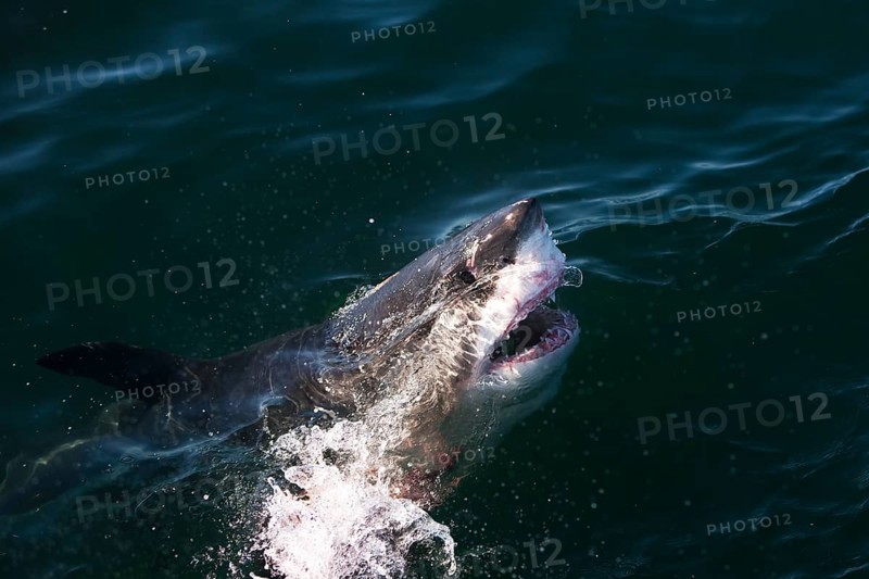 Great white shark