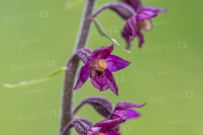 Dark red helleborine