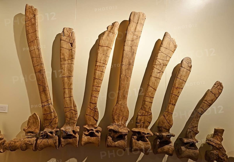 Spine and back bones of a Spinosaurus egyptiacus