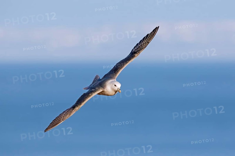 Northern fulmar