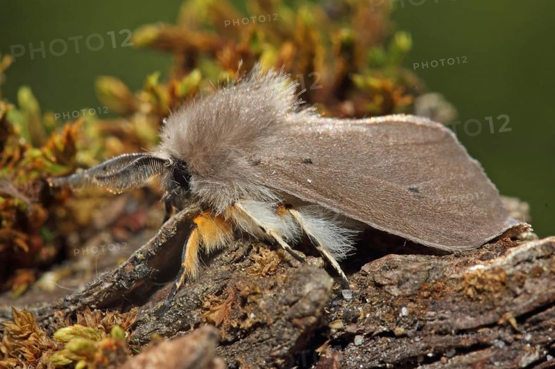 Moss rubber moth
