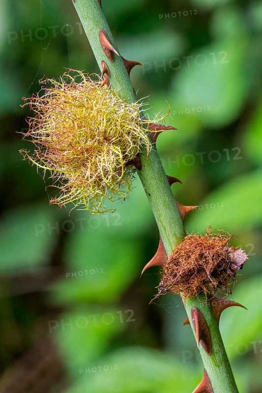 Rose bedeguar gall