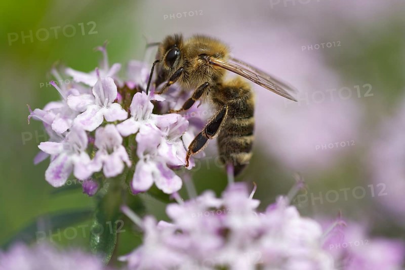 Honey bee