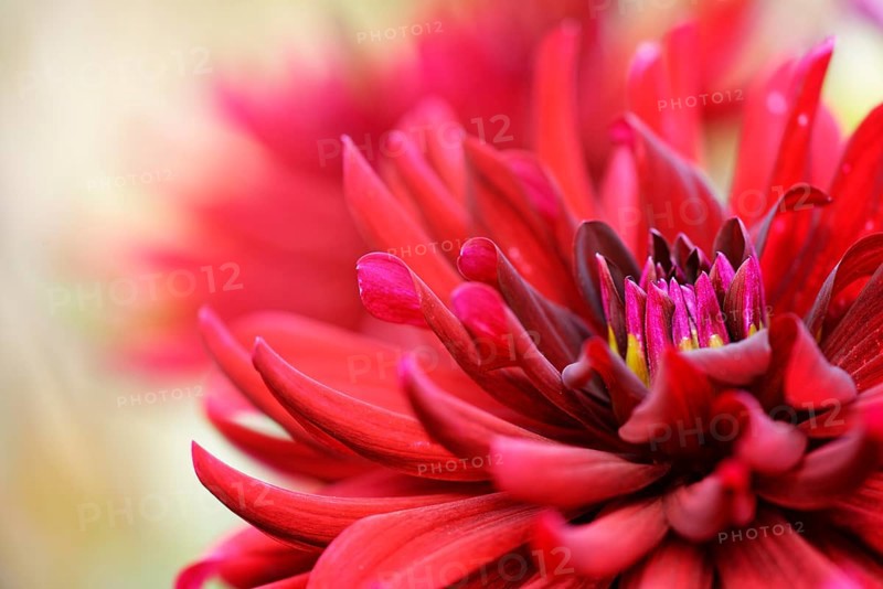 Dahlia