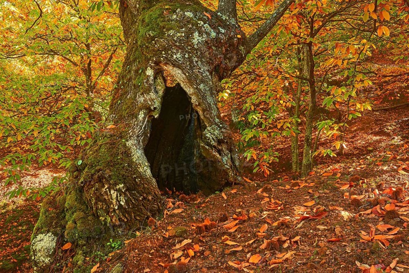 Autumn