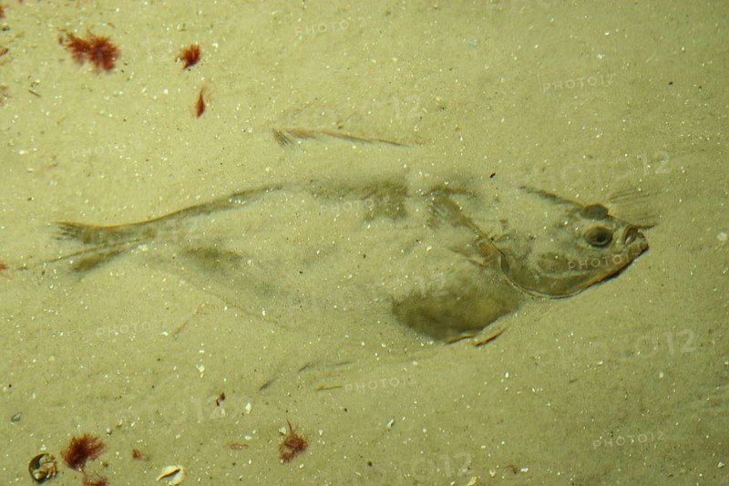 European flounder