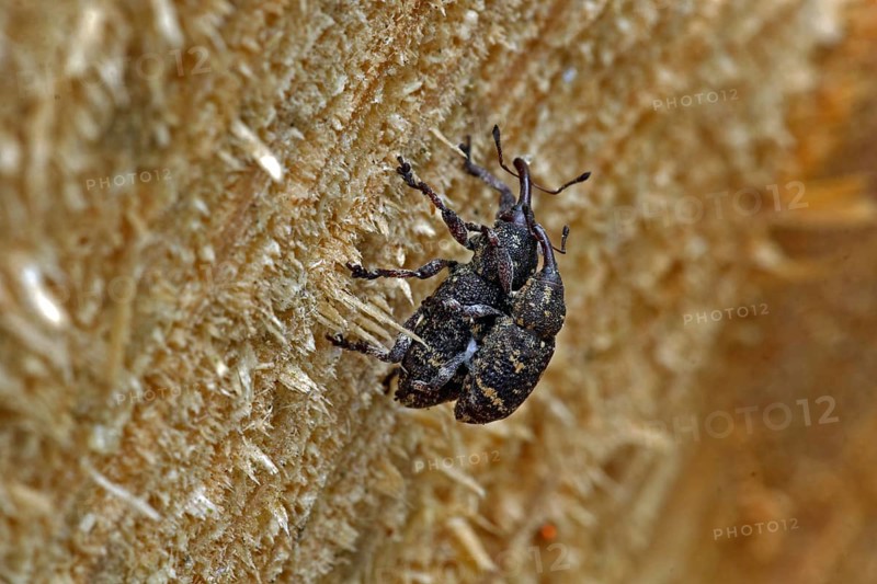 Pine weevil