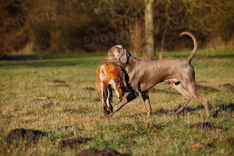Weimaraner