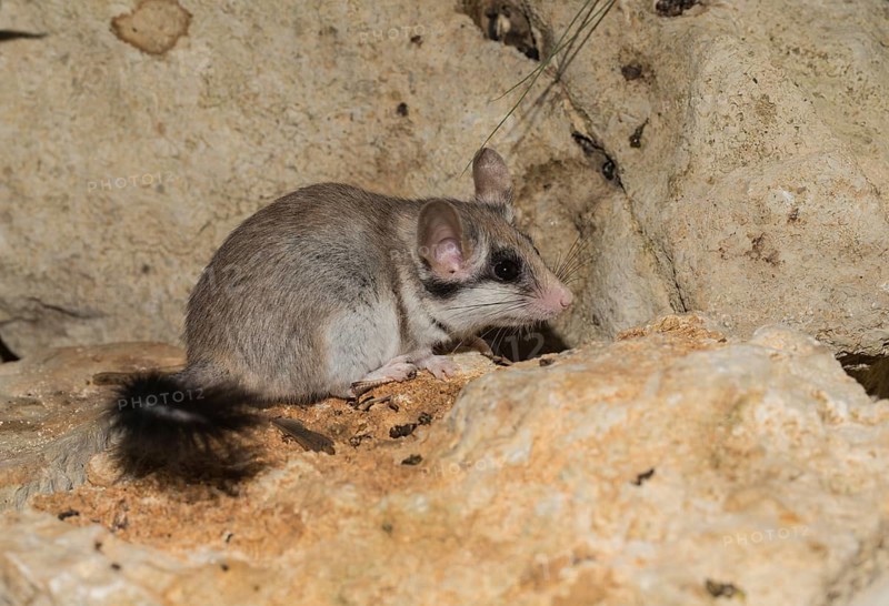 Asian garden dormouse