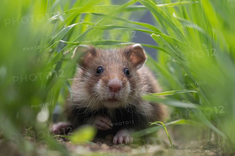 European Hamster