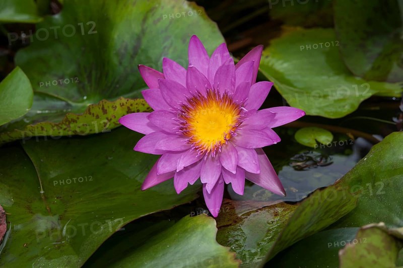 Water lilies