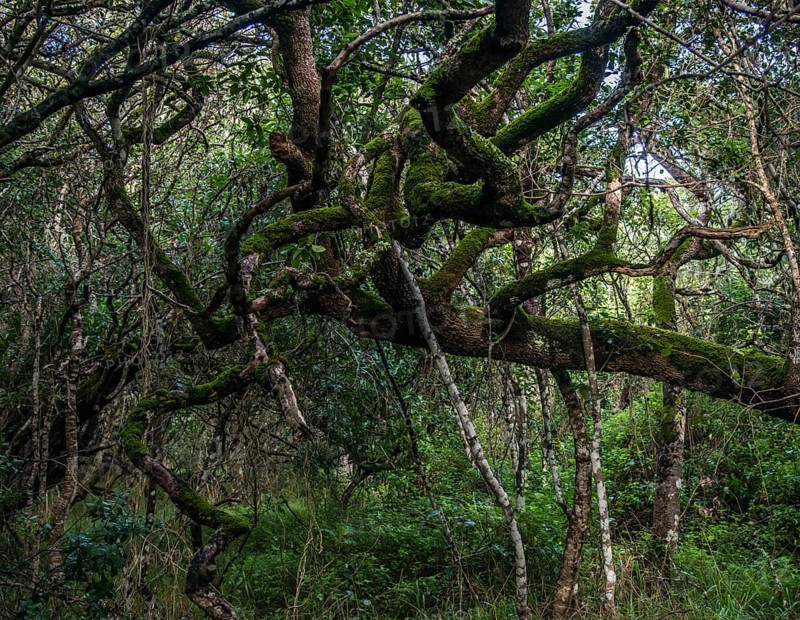Milkwood Forest