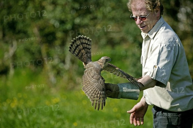 EUROPEAN SPARROWHAWK