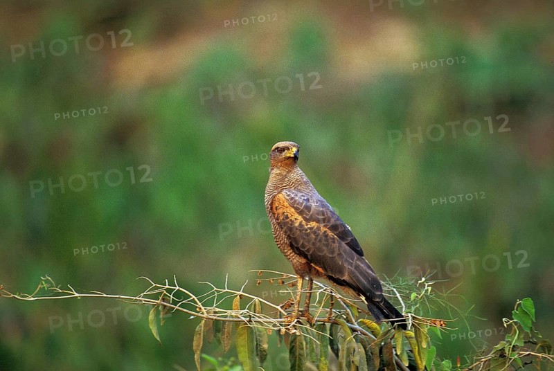 Savanna Hawk