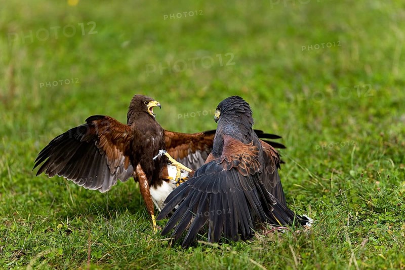 Harris's hawk