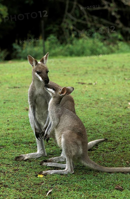 PRETTY FACED WALLABY