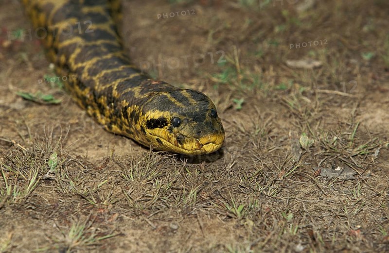 Green common anaconda