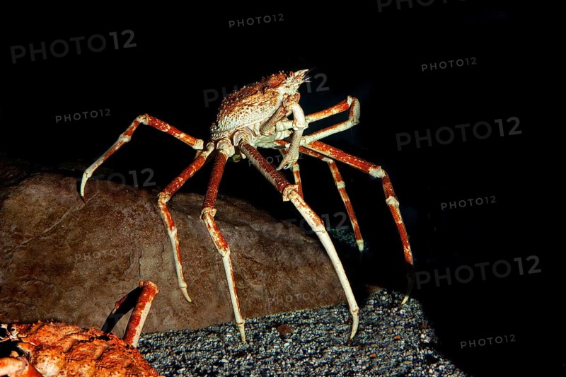 Japanese Spider Crab