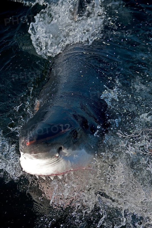 Great white shark