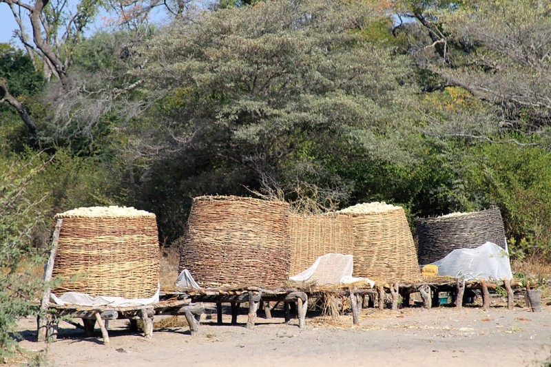 Maize silo