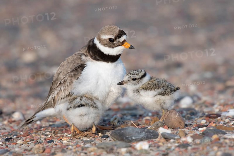 Ringed plover